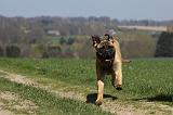 BULLMASTIFF 396